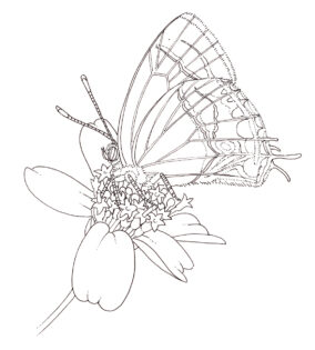 Angerona hairstreak Electrostrymon angerona pen & ink
