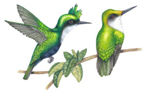 Antillean crested hummingbird Orthorhyncus cristatus