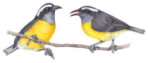 Bananaquit Coereba flaveola