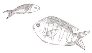 Blue headed wrasse Thalassoma bifasciatum & Sargent major Abudefduf saxatilis pen & ink