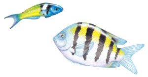 Blue headed wrasse Thalassoma bifasciatum & Sargent major Abudefduf saxatilis