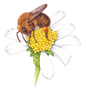 Bottle bee Melipona lautipes