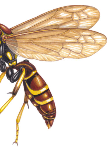 paper wasp