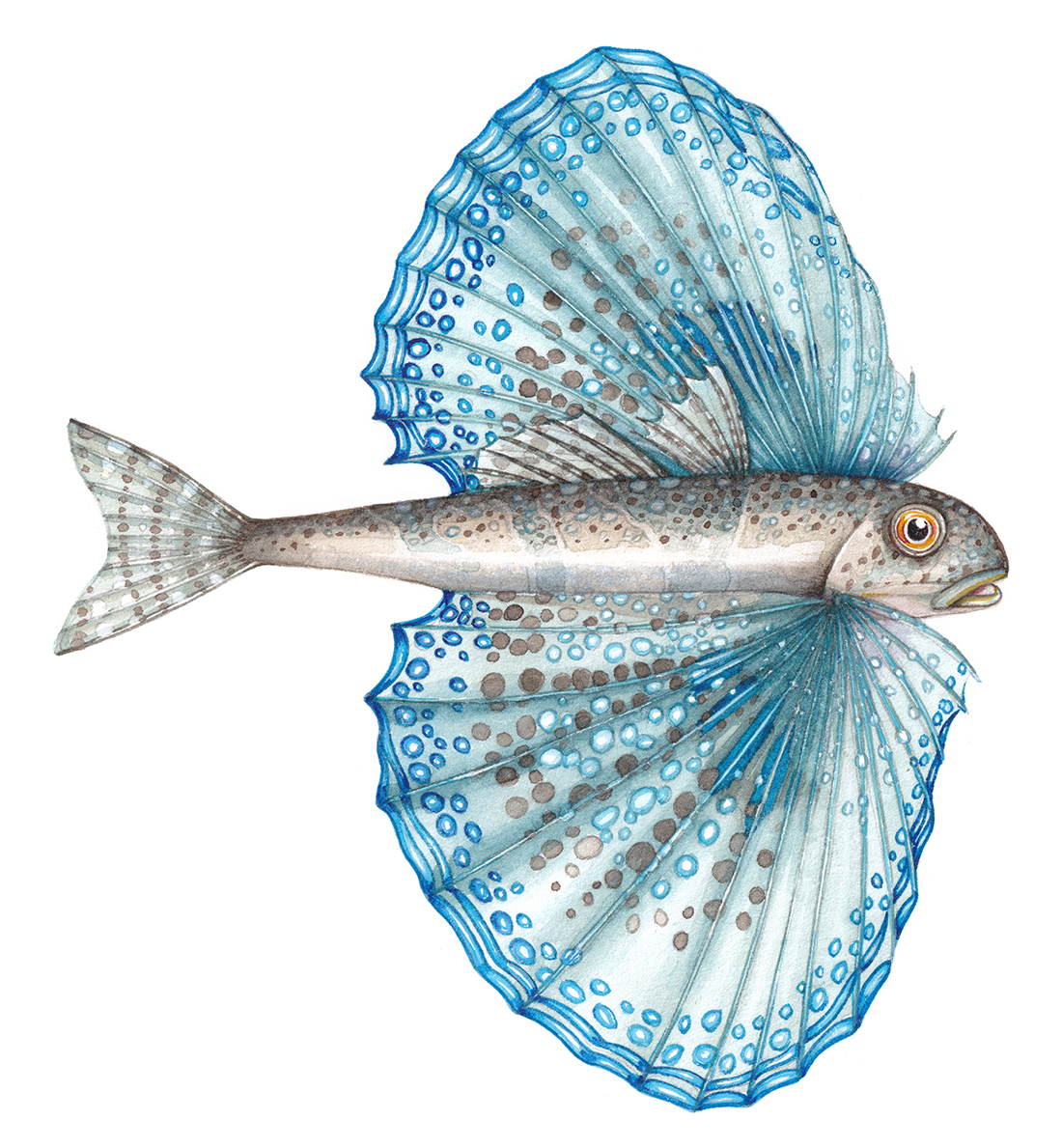 Flying Gurnard Dactylopterus Volitans Lizzie Harper