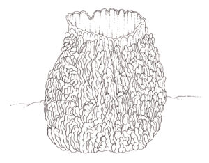 Giant barrel sponge Xestospongia muta pen & ink