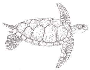 Green sea turtle Chelonia mydas pen & ink