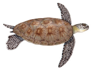 Green sea turtle Chelonia mydas