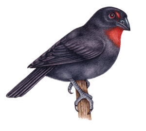 Lesser Antillean Bullfinch Loxigilla noctis