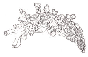 Lettuce sea slug Elysia crispata pen and ink