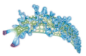 Lettuce sea slug Elysia crispata