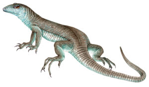 Montserrat ameiva (ground lizard) Pholidoscelis pluvianotatus