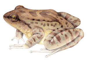 Montserrat mountain chicken frog Leptodactylus fallax