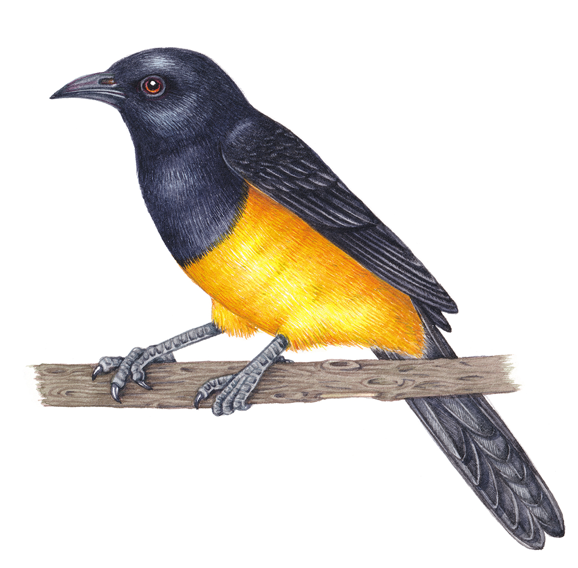 oriole