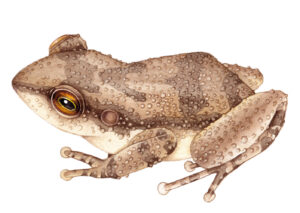 Montserrat whistling frog Antilles coqui Eleutherodactylus johnstonei