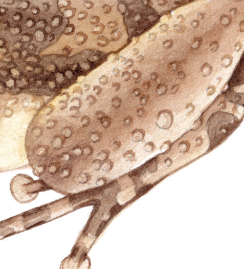 Montserrat whistling