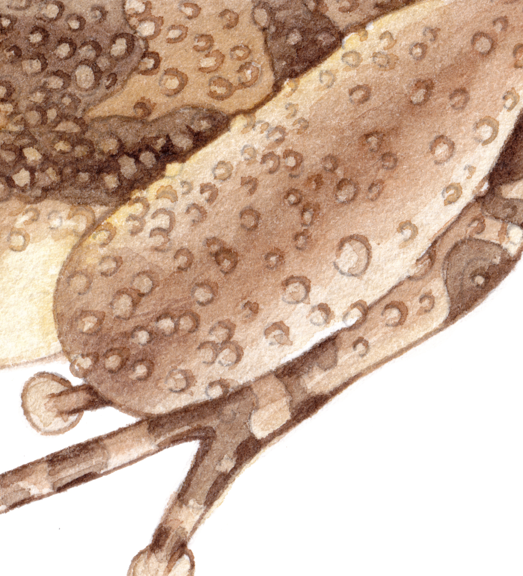 Montserrat whistling