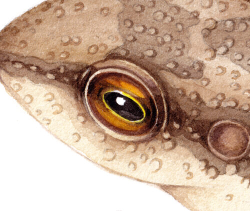 Montserrat whistling