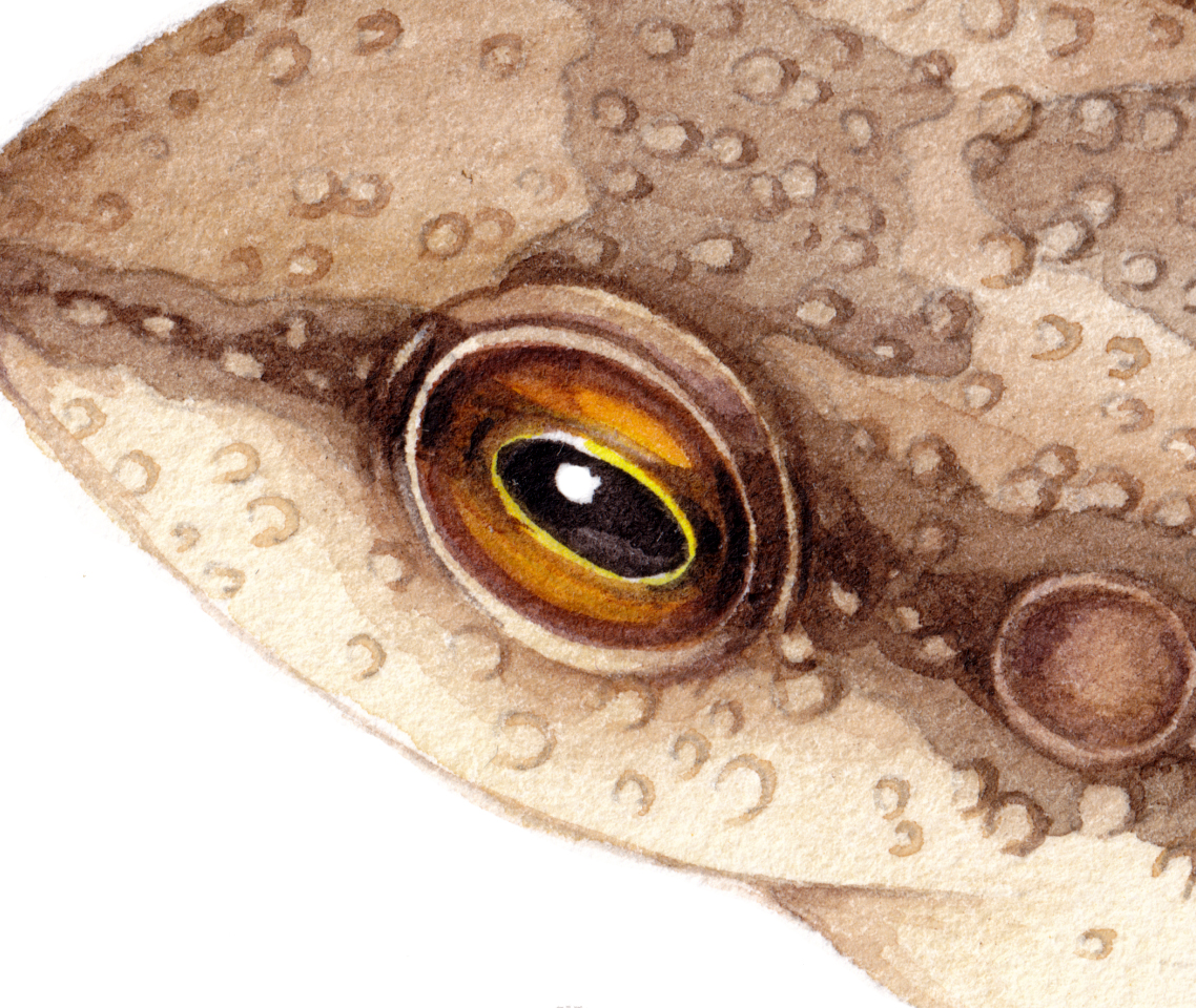 Montserrat whistling