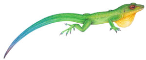 Plymouth anole Anolis lividus