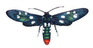 Polka dot wasp Syntomeida epilais