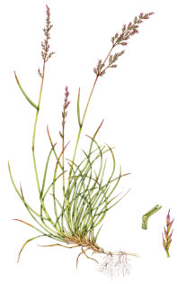 Red fescue Festuca rubra arundinacea