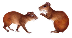 Red-rumped agouti Dasyprocta leporina nobelie