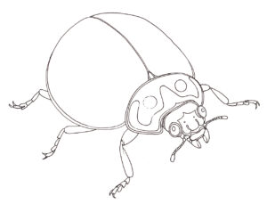 Spotless ladybird Cycloneda sanguinea pen & ink