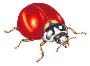 Spotless ladybird Cycloneda sanguinea