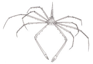 Yellow line arrow crab Stenorhyncus seticornis pen and ink