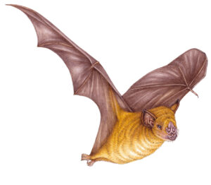 Yellow-shouldered bat Sturnira angeli vulcanensis