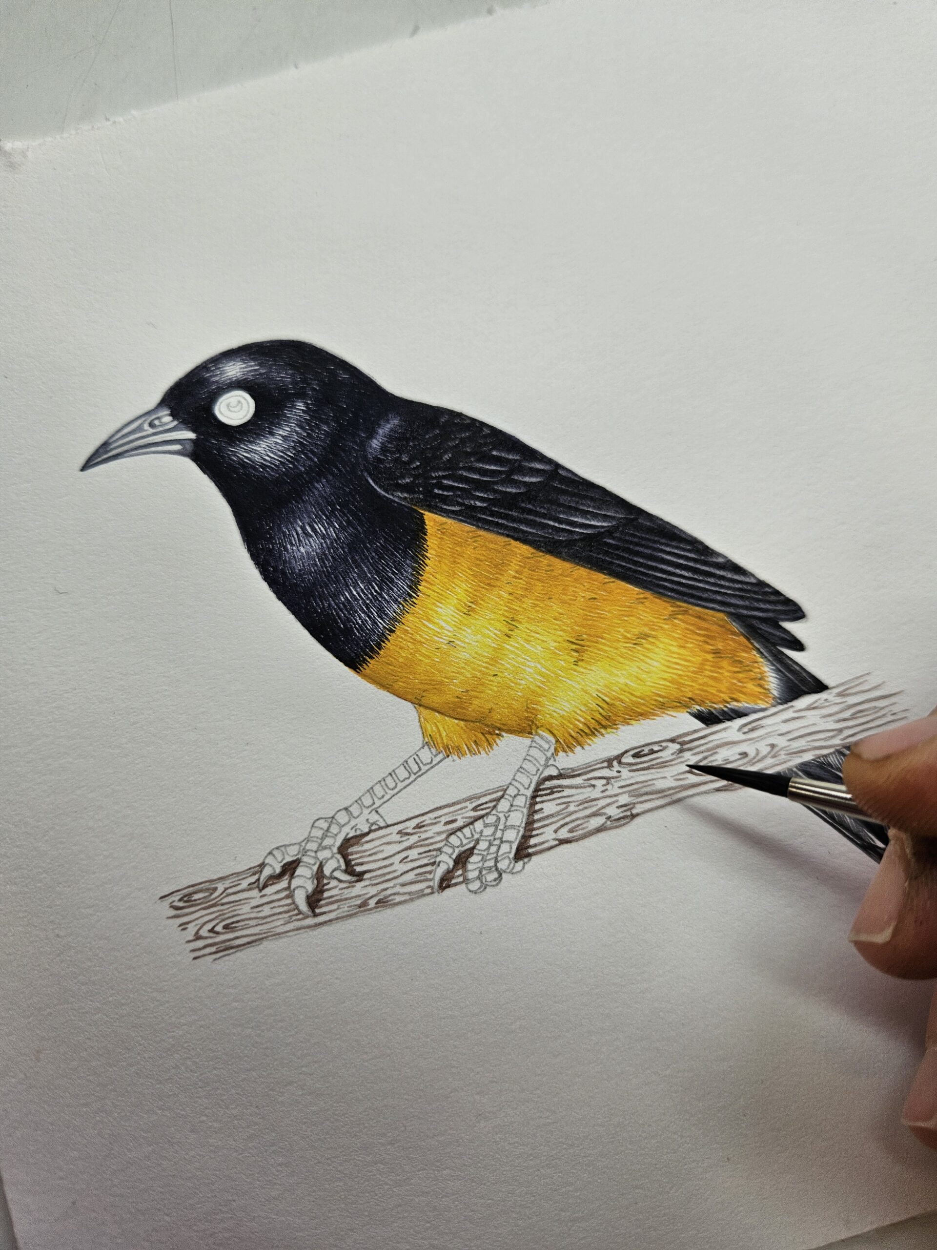oriole
