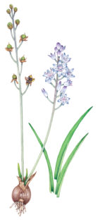 Autumn squill Prospero or Scilla autumnalis