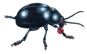 Bloody-nosed beetle Timarcha tenebricosa
