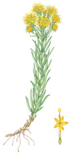 Goldilocks aster Galatella linosyris