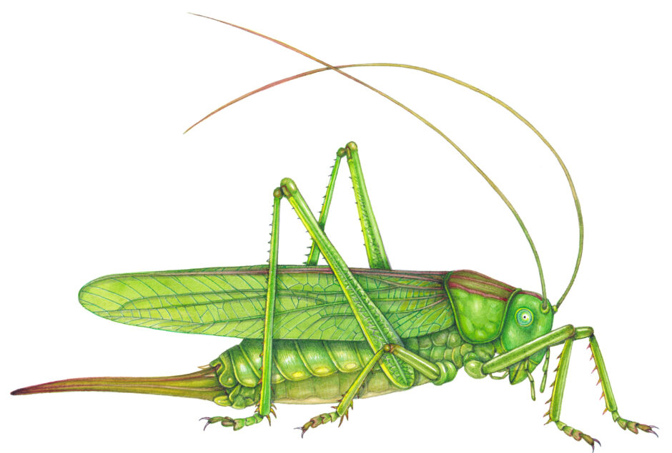 great-green-bush-cricket-tettigonia-viridissima-sold-lizzie-harper