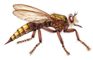 Hornet robber fly Asilus crabroniformis