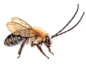 Spotters insect and plant illustrations