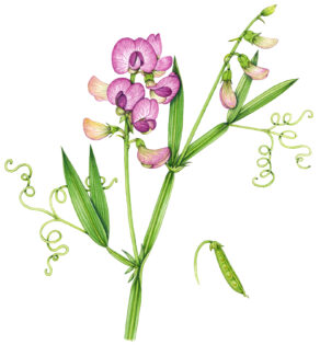 Narrow-leaved everlasting sweet pea Lathyrus sylvestris
