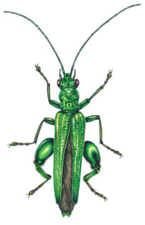 Swollen-thighed beetle Oedemera nobilis