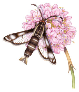 Thrift clearwing moth Pyropteron muscaeforme on Thrift