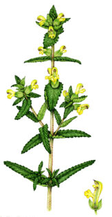Yellow rattle Rhinanthus minor plant with cross section of flower