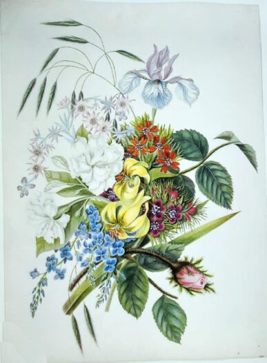 Grasses in Cambridge Collections: Combating grass blindness