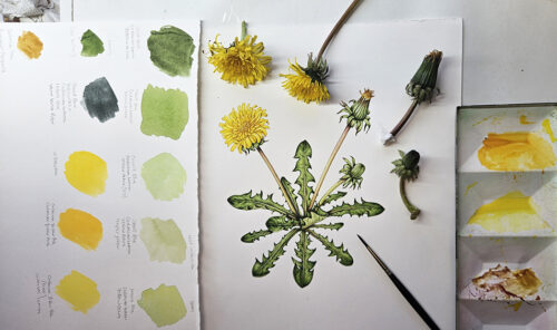 Private: Dandelions: Why to love them