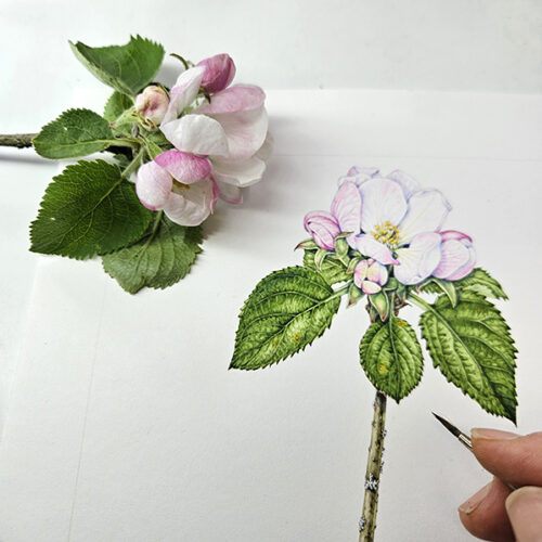 Illustrating apple blossom