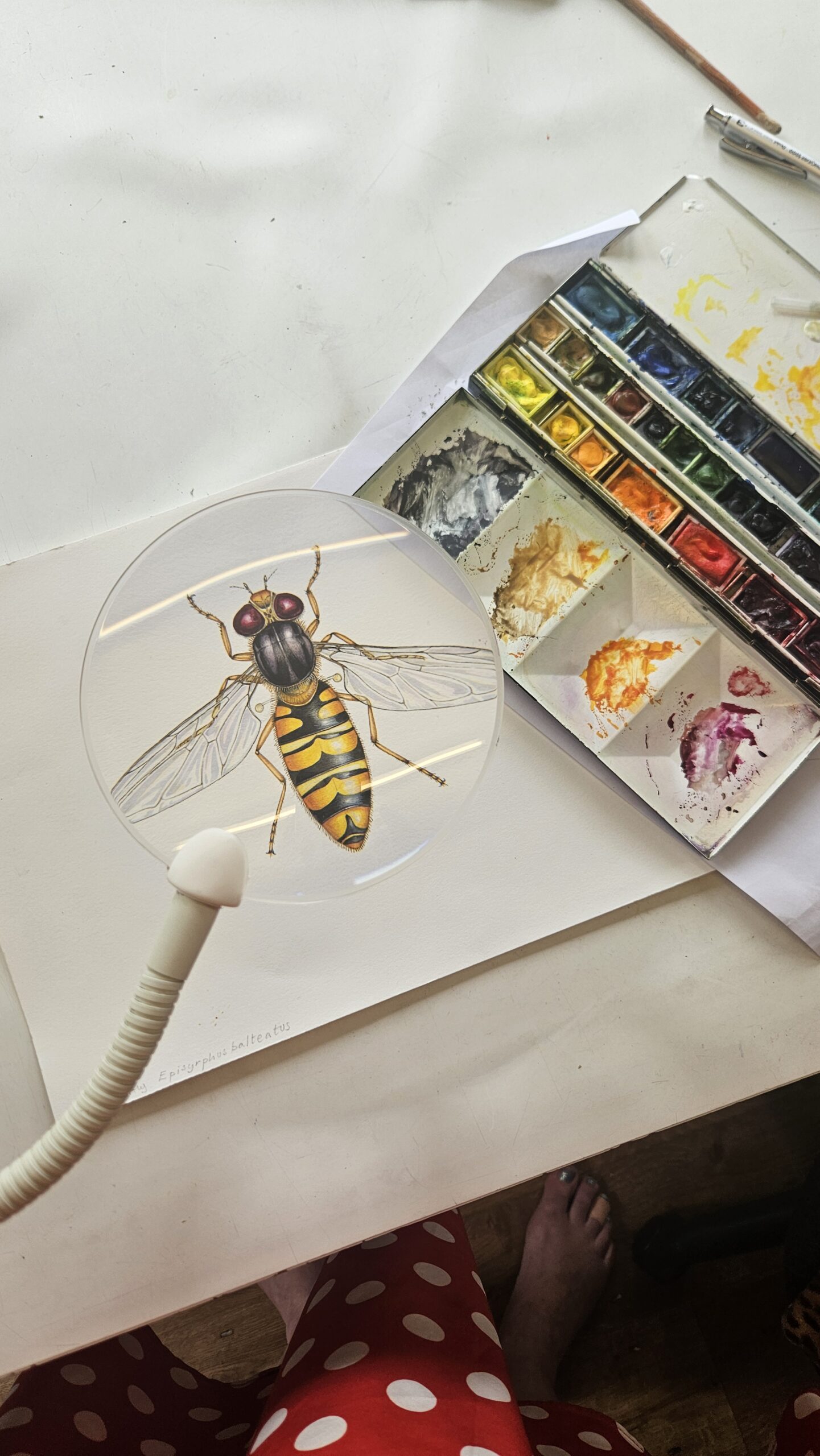 marmalade hoverfly