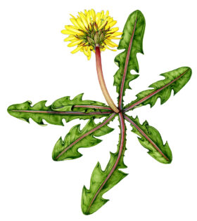 Dandelion Taraxacum luteum