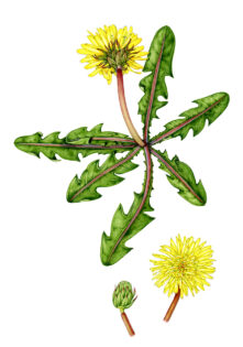 Dandelion Taraxacum luteum