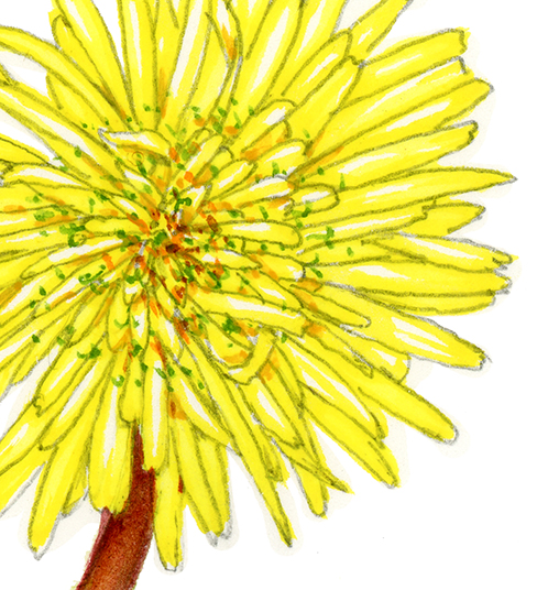 Dandelion