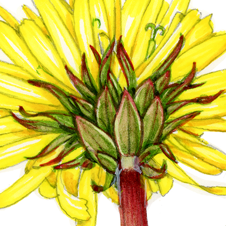 Dandelion