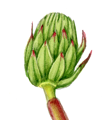 Dandelion